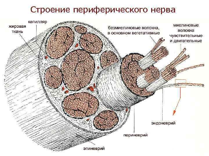 Строение периферического нерва 