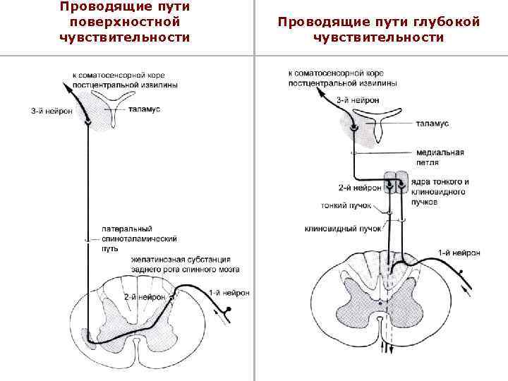 Проводящие пути поверхностной чувствительности Проводящие пути глубокой чувствительности 