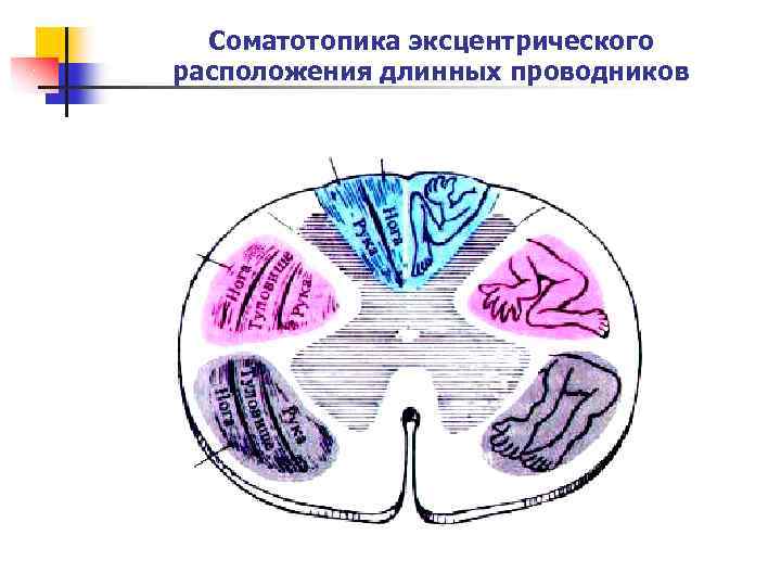 Соматотопика эксцентрического расположения длинных проводников 