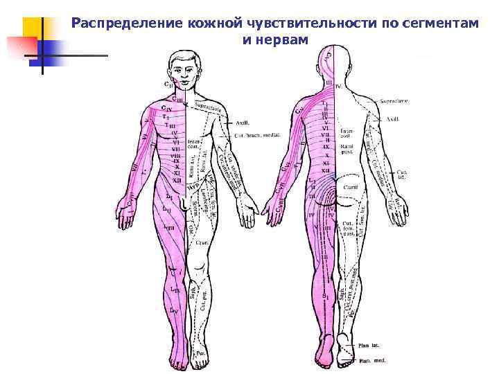 Распределение кожной чувствительности по сегментам и нервам 