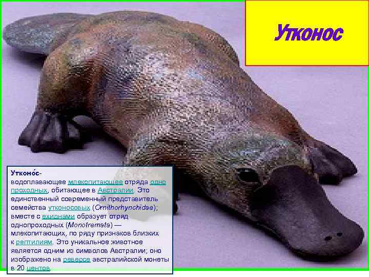 Утконос Утконо с- водоплавающее млекопитающее отряда одно проходных, обитающее в Австралии. Это единственный современный