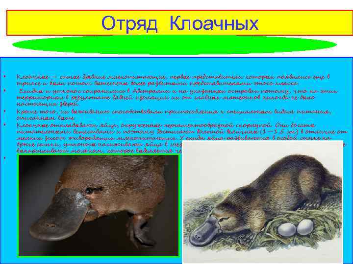 Отряд Клоачных • • • Клоачные — самые древние млекопитающие, первые представители которых появились