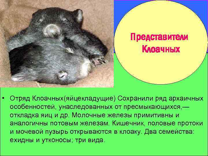 Представители Клоачных • Отряд Клоачных(яйцекладущие) Сохранили ряд архаичных особенностей, унаследованных от пресмыкающихся, — откладка