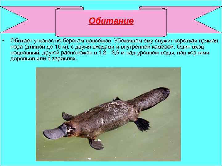 Обитание • Обитает утконос по берегам водоёмов. Убежищем ему служит короткая прямая нора (длиной
