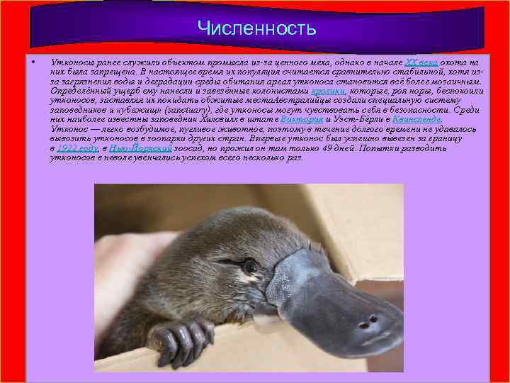 Численность • Утконосы ранее служили объектом промысла из-за ценного меха, однако в начале XX