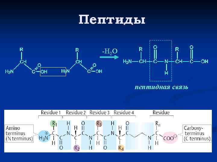 Пептиды -Н 2 О пептидная связь 