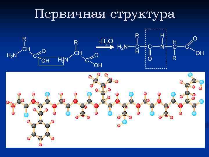 Первичная структура -Н 2 О пептидная связь 