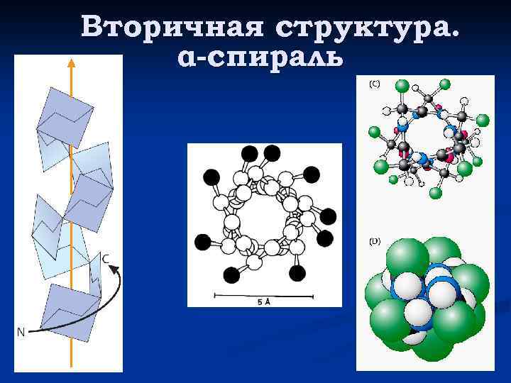 Вторичная структура. α-спираль 