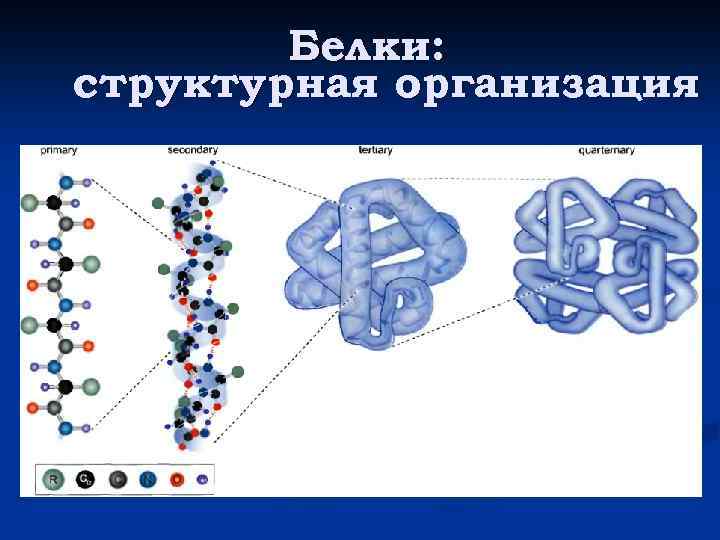 Белки: структурная организация 