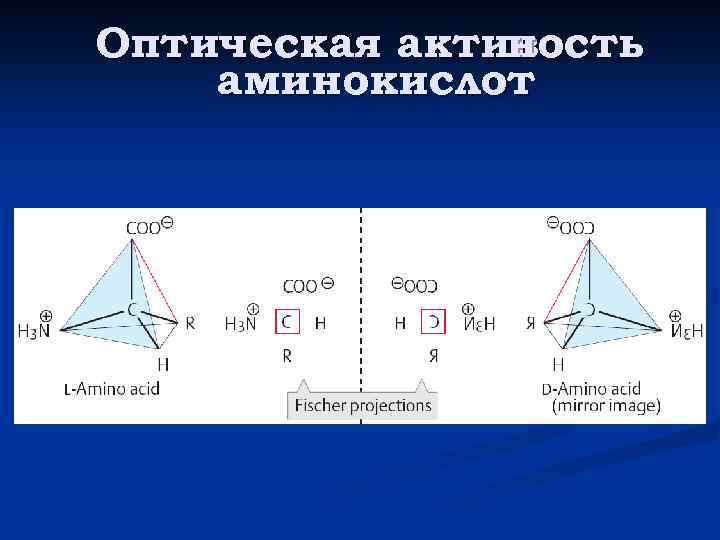 Оптическая активость н аминокислот 