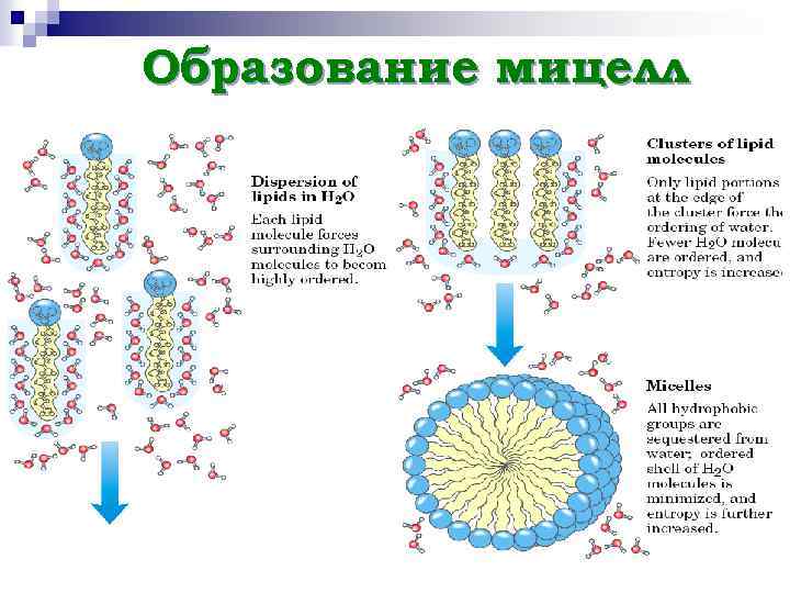 Образование мицелл 