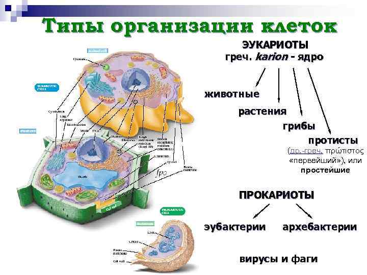 Клеточная организация клетки