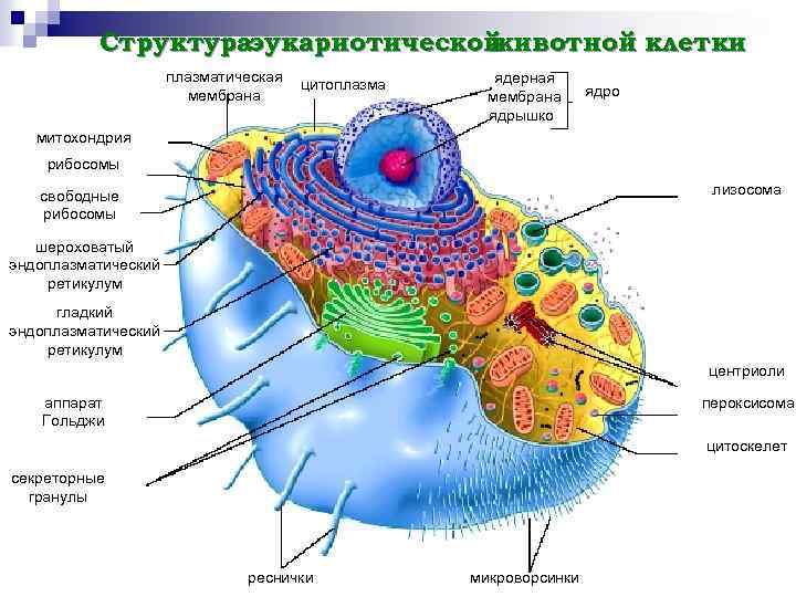 Схематичный рисунок животной клетки