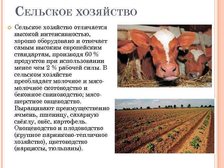 СЕЛЬСКОЕ ХОЗЯЙСТВО Сельское хозяйство отличается высокой интенсивностью, хорошо оборудовано и отвечает самым высоким европейским