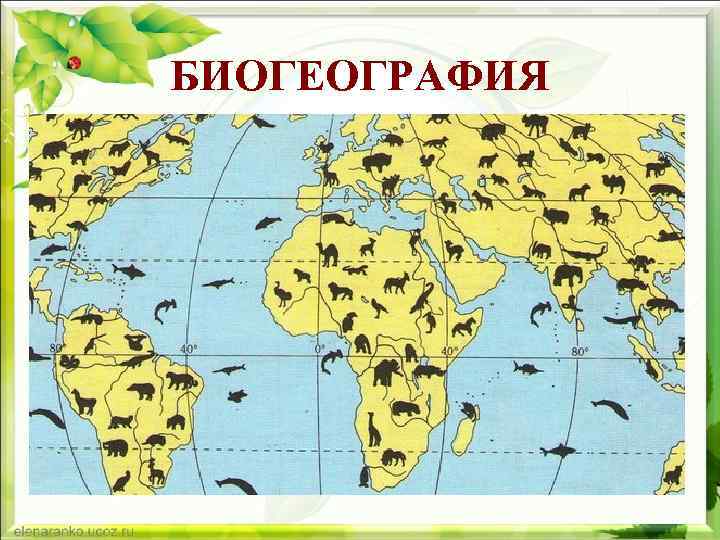 БИОГЕОГРАФИЯ Подзаголовок слайда 