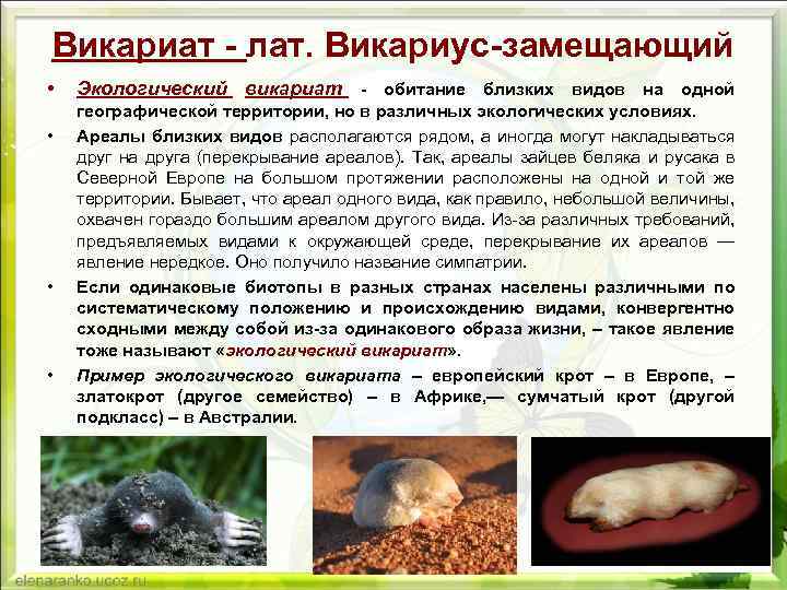 Викариат - лат. Викариус-замещающий • • Экологический викариат - обитание близких видов на одной