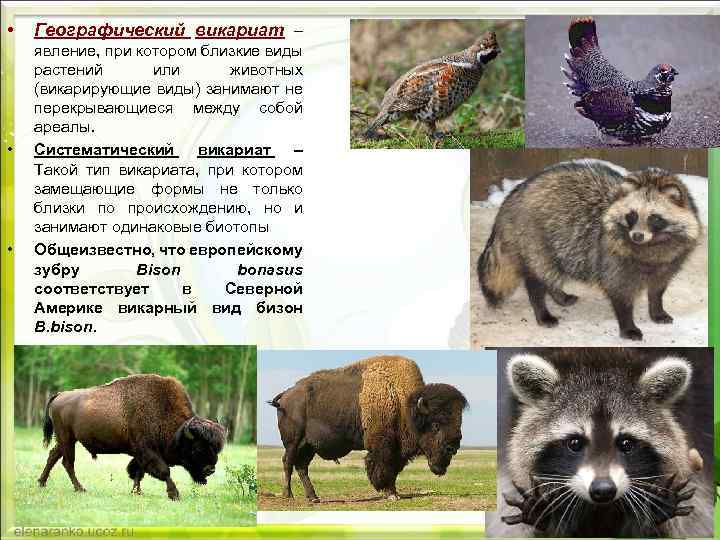  • • • Географический викариат – явление, при котором близкие виды растений или