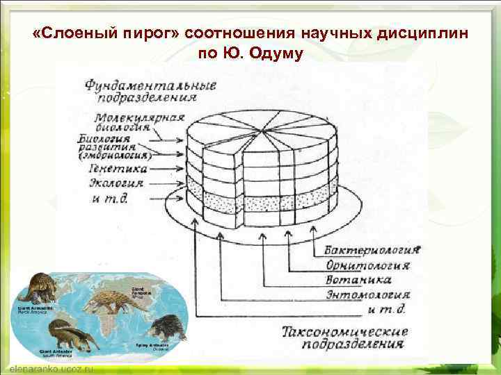  «Слоеный пирог» соотношения научных дисциплин по Ю. Одуму 