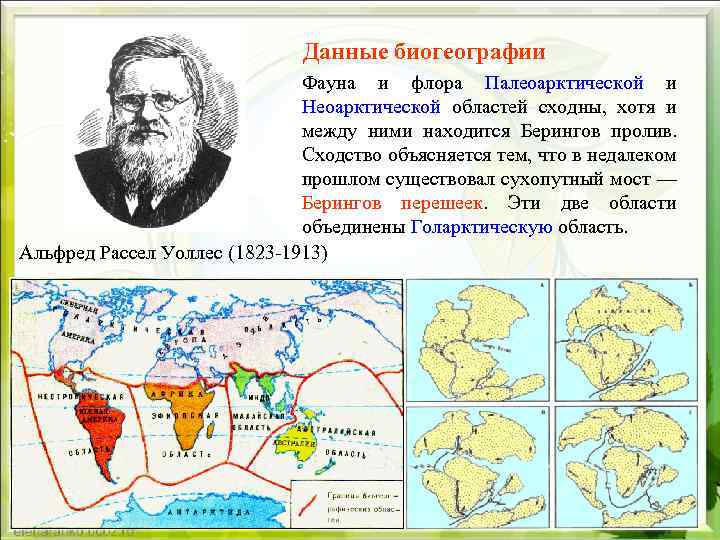 Данные биогеографии Фауна и флора Палеоарктической и Неоарктической областей сходны, хотя и между ними