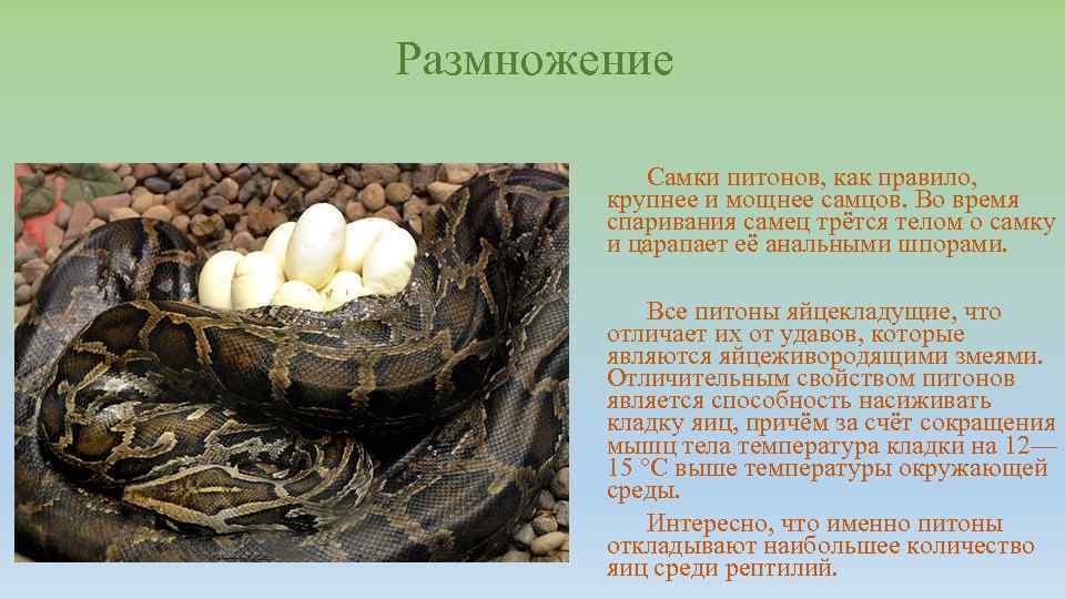 Размножение Самки питонов, как правило, крупнее и мощнее самцов. Во время спаривания самец трётся