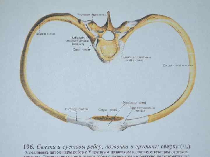 Связки грудной клетки. Соединение ребер с позвонками анатомия. Крепление ребер к позвоночнику. Суставы и связки грудной клетки. Соединение ребер с позвонками и грудиной.
