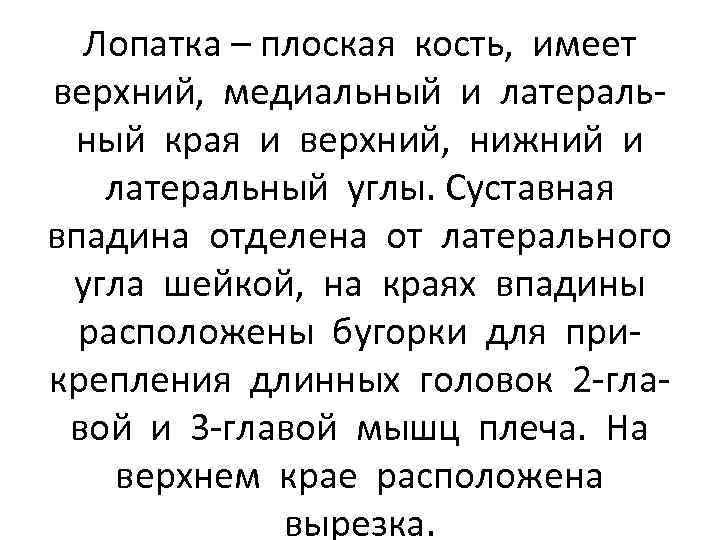 Лопатка – плоская кость, имеет верхний, медиальный и латеральный края и верхний, нижний и