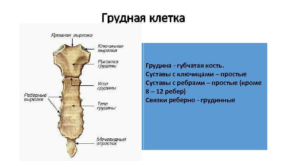 Листок кость. Грудина длинная губчатая кость. На рукоятки грудины суставная поверхность. Симфиз рукоятки грудины анатомия. Губчатая кость грудной клетки.