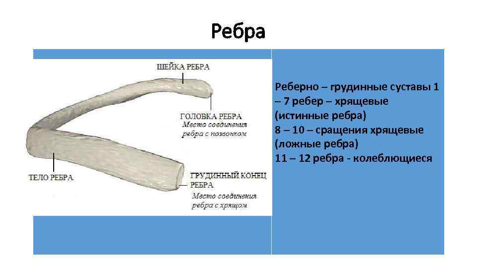 Ребра Реберно – грудинные суставы 1 – 7 ребер – хрящевые (истинные ребра) 8