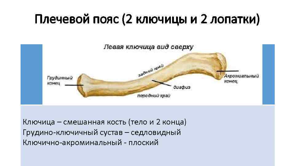 Плечевой пояс (2 ключицы и 2 лопатки) Ключица – смешанная кость (тело и 2