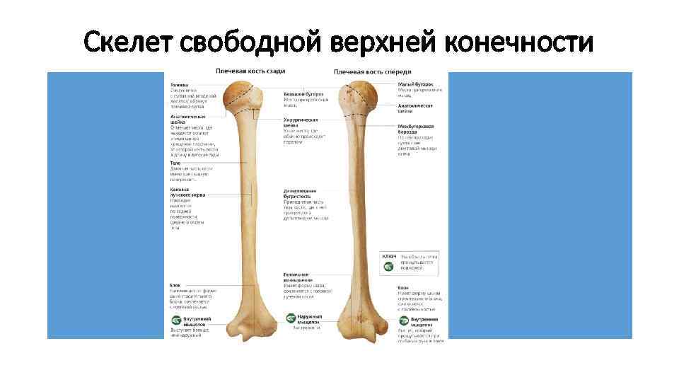 Скелет свободной верхней конечности 