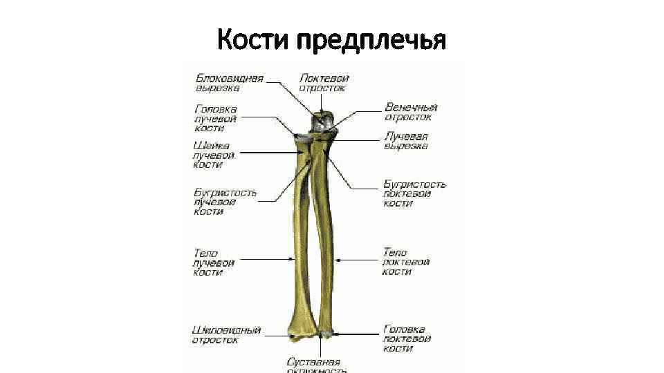 Кости предплечья 