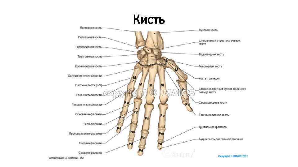 Кисть 