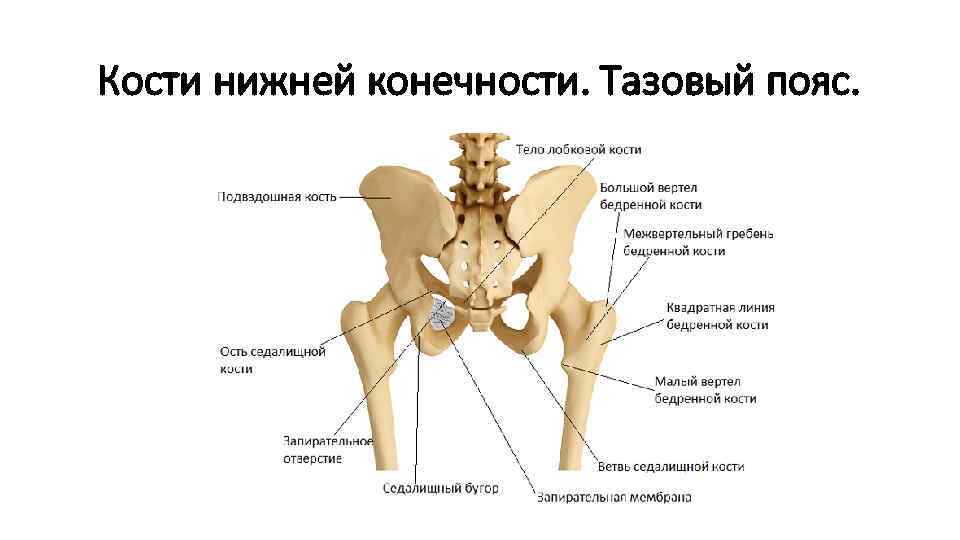 Кости нижней конечности. Тазовый пояс. 