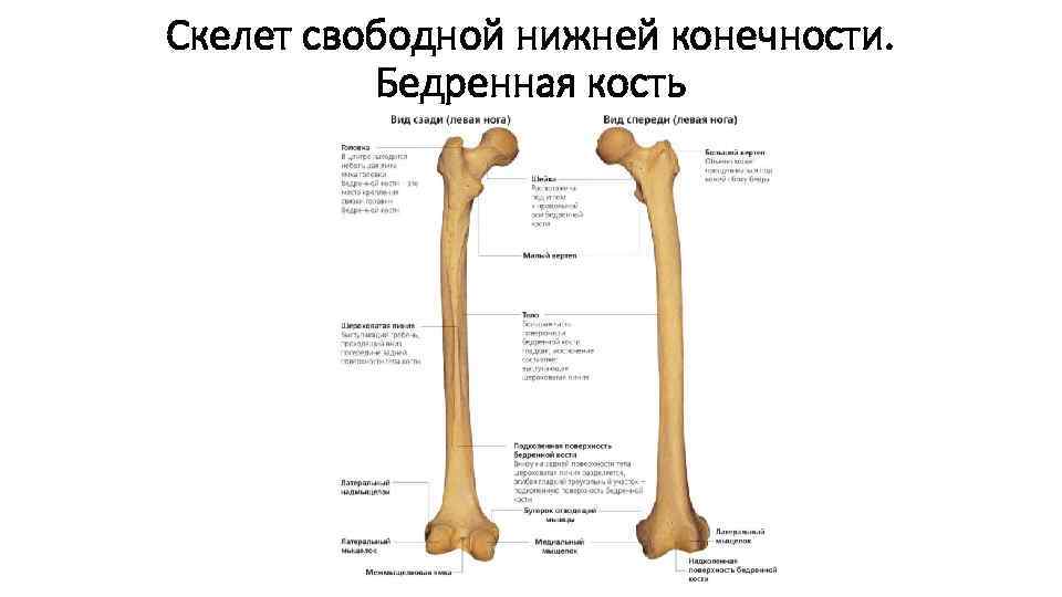 Скелет свободной нижней конечности. Бедренная кость 