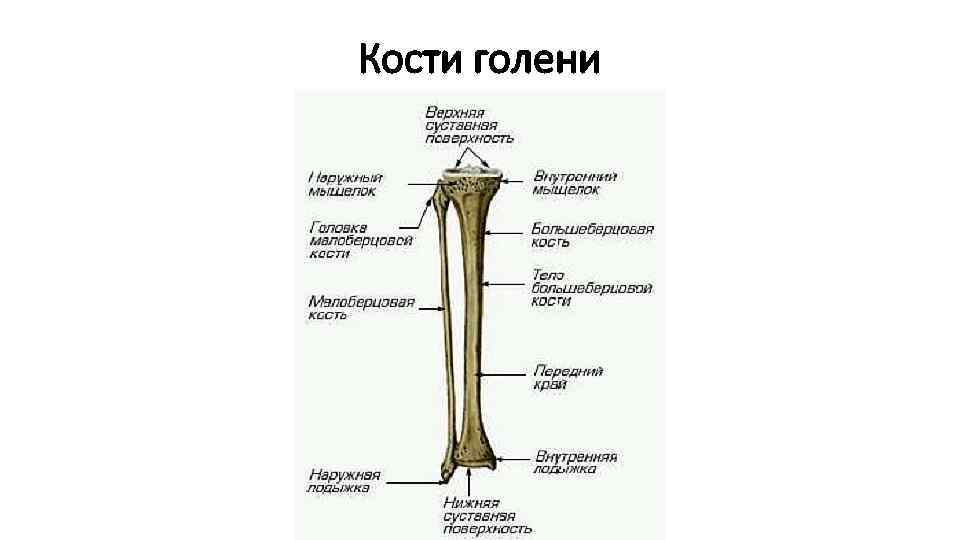 Кости голени соединения. Строение малоберцовой кости анатомия. Малоберцовая кость анатомия. Большеберцовая кость голени. Большая берцовая кость анатомия строение.