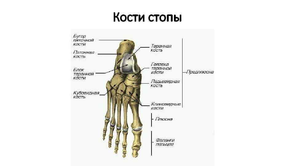 Кости стопы 