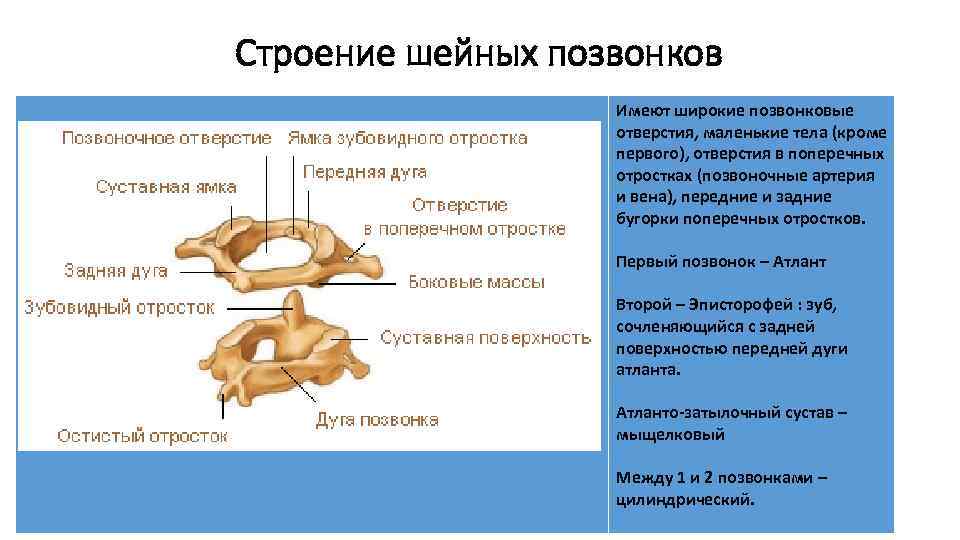 Строение шейных позвонков Имеют широкие позвонковые отверстия, маленькие тела (кроме первого), отверстия в поперечных