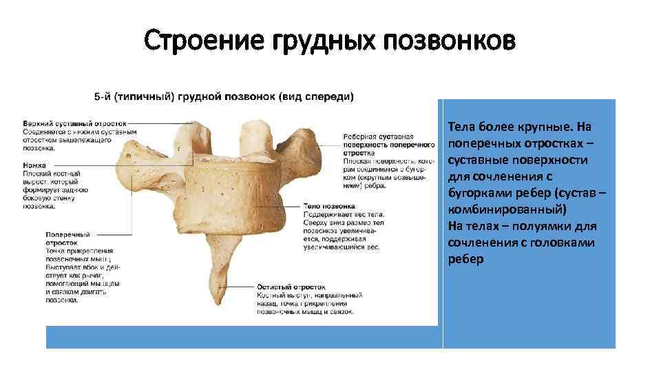 Строение грудных позвонков Тела более крупные. На поперечных отростках – суставные поверхности для сочленения