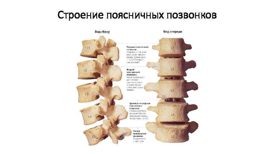 Строение поясничных позвонков 