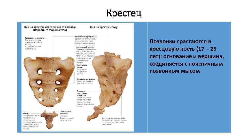 Крестец Позвонки срастаются в кресцовую кость (17 – 25 лет): основание и вершина, соединяется