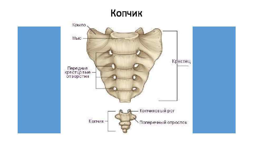 Копчик 