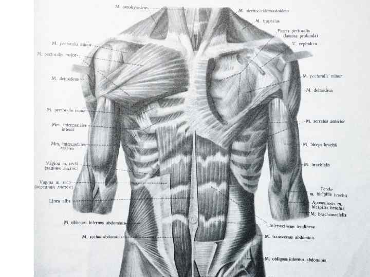 Передняя поверхность туловища. Мышцы туловища спереди анатомия. Мышцы торса сбоку. Мышцы туловища верхних и нижних конечностей. Мышцы туловища. Мышцы верхней и нижней конечностей.