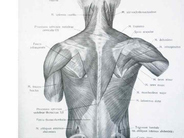 Верхние мышцы туловища. Мышцы туловища верхних и нижних конечностей. Верхние нижние торс мышцы. Мышцы туловища табличка. Талия сзади тело.