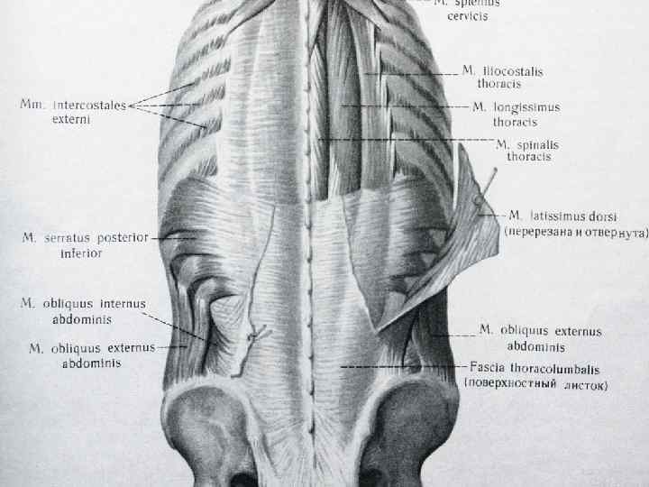 Externus abdominis musculus