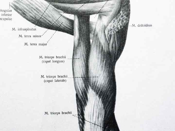 Где находится трицепс у человека показать на схеме