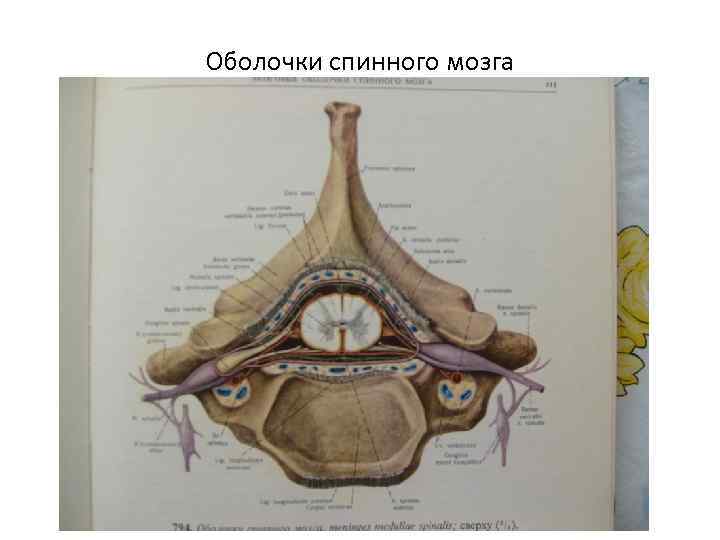 Оболочки спинного мозга 