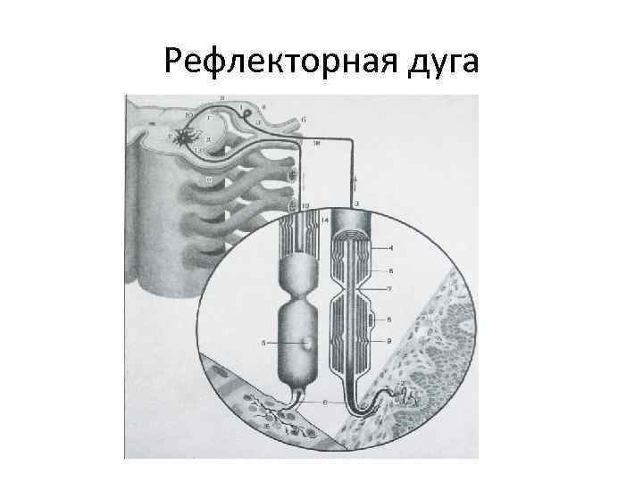 Рефлекторная дуга 