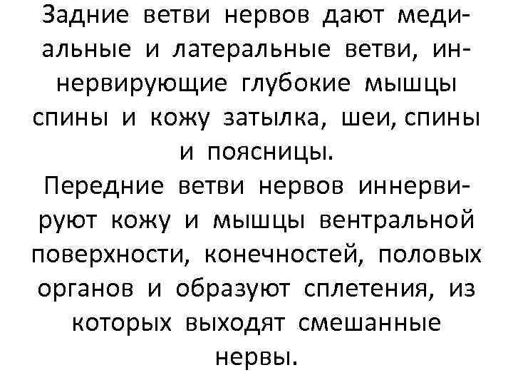 Задние ветви нервов дают медиальные и латеральные ветви, иннервирующие глубокие мышцы спины и кожу