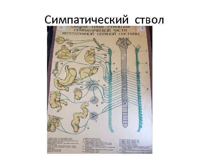 Симпатический ствол 