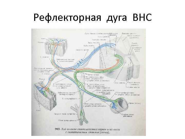 Рефлекторная дуга ВНС 